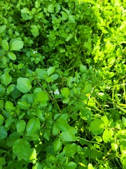Nasturtium officinale