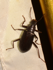 Xylopinus saperdoides