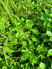 Nasturtium officinale