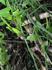 Tetraopes discoideus