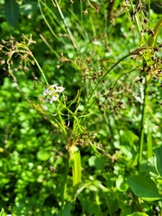 Nasturtium officinale