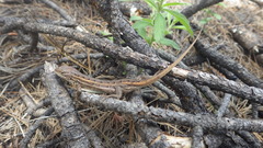 Sceloporus slevini
