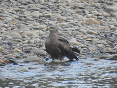 Milvus migrans migrans