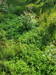Nasturtium officinale