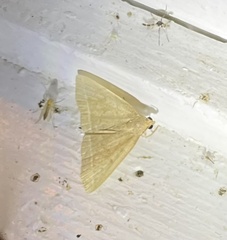 Zanclognatha marcidilinea