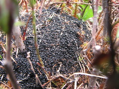 Dolichoderus taschenbergi