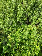 Nasturtium officinale