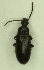 Hymenorus