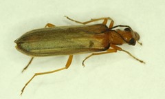 Nacerdes testacea