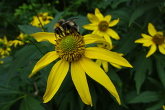 Bombus