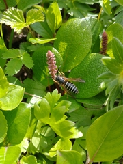 Dolichovespula albida