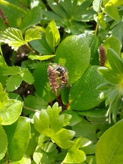 Dolichovespula albida