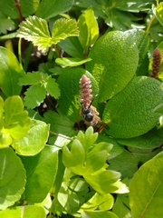 Dolichovespula albida