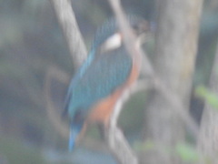 Alcedo atthis atthis