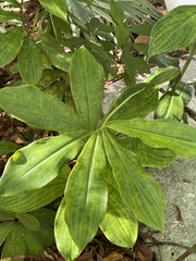 Costus spiralis