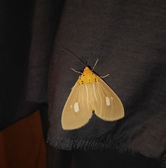 Asota plaginota