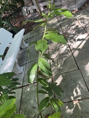 Costus spiralis
