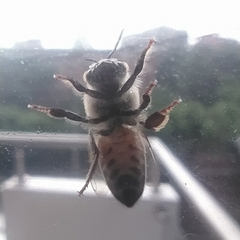 Apis mellifera