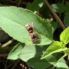 Tanyoprymnus moneduloides