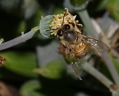 Apis mellifera