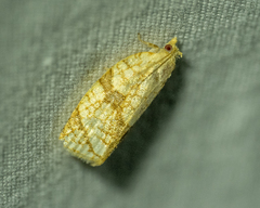 Adoxophyes negundana