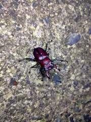 Lucanus formosanus