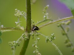 Liocoris tripustulatus