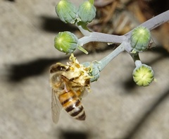 Apis mellifera