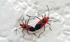 Dysdercus decussatus