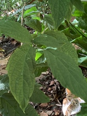 Magnoliopsida