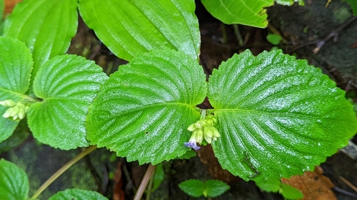 Epithema carnosum