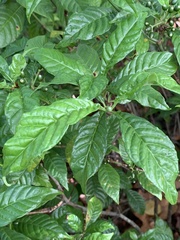 Psychotria nervosa