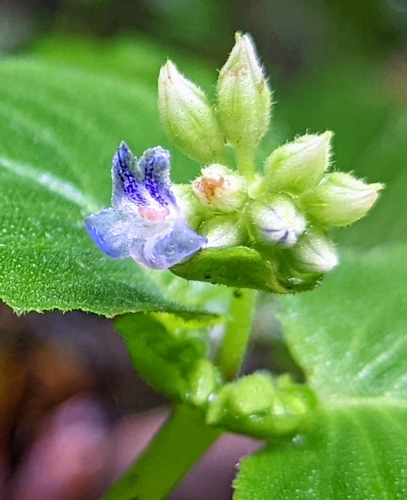 Epithema carnosum, photograph 1