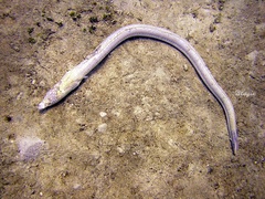 Brachysomophis crocodilinus