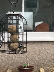 Periparus ater