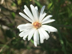 Symphyotrichum boreale