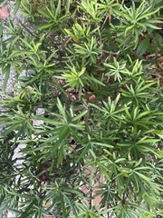 Podocarpus macrophyllus maki