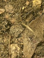 Ranatra quadridentata