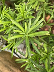 Podocarpus macrophyllus maki