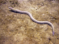 Brachysomophis crocodilinus