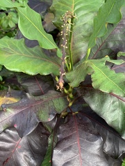 Magnoliopsida
