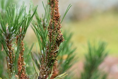 Acantholyda hieroglyphica