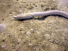 Brachysomophis crocodilinus