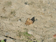 Nymphalis