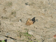 Nymphalis