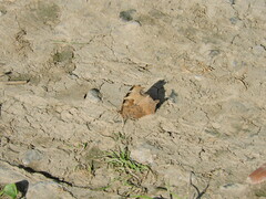 Nymphalis
