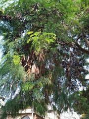Leucaena leucocephala