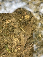 Ranatra quadridentata