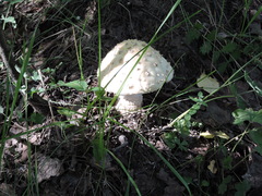 Amanita strobiliformis