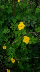 Chelidonium asiaticum